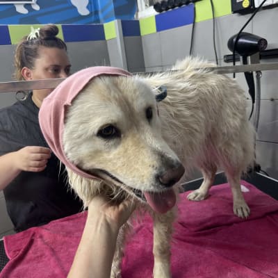 כלב עם מגבת ורודה במספרת כלבים