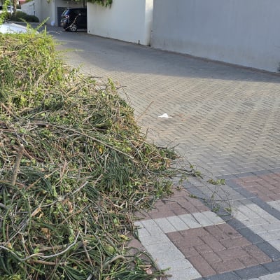 ערימת ענפים גזומים על המדרכה ליד עץ