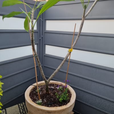 עץ צעיר בעציץ גדול עם צמחים נוספים