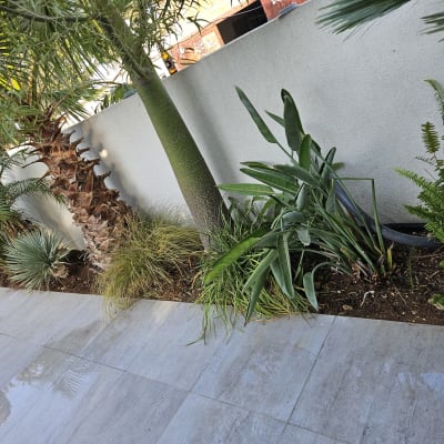 צמחים ועצים ליד קיר בטון בגינה