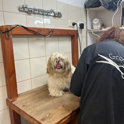 כלב על שולחן טיפוח עם אדם בגבם