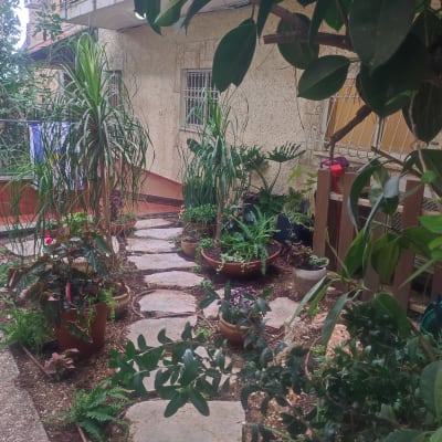 שביל גינה עם צמחים בעציצים מסביב