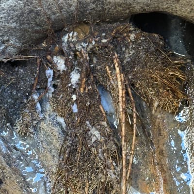 שורשים סתומים בצינור ביוב עם מים