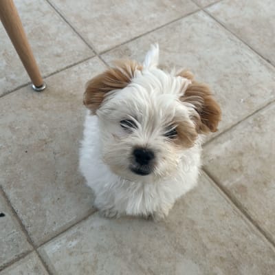 כלב קטן יושב על רצפה מרוצפת