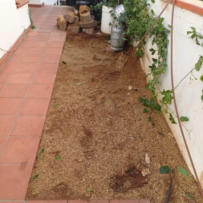 ערימת גזעים וענפים ליד שביל מרוצף