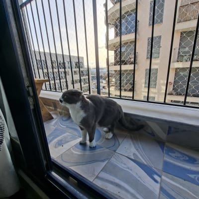 חתול עומד על מרפסת עם נוף לבניינים