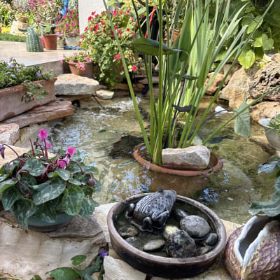 בריכה קטנה עם צמחים ואבנים בגינה