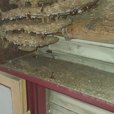 קן צרעות גדול בתוך מסגרת חלון