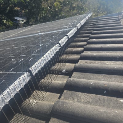 דוקרנים על גג למניעת יונים