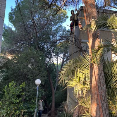 אדם גוזם ענפים על עץ גבוה עם חבלים