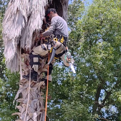 אדם גוזם עץ דקל עם מסור חשמלי