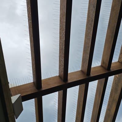 קורות עץ עם דוקרנים למניעת יונים