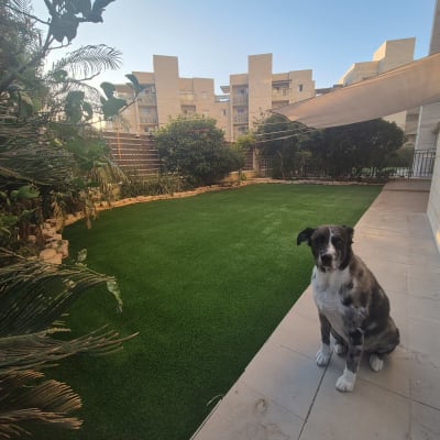 דשא ירוק עם צמחים מסביב בגינה מטופחת