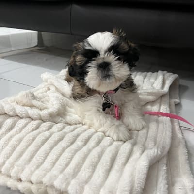 גור כלבים קטן על שמיכה לבנה ליד ספה שחורה