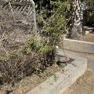 שיח וסבך ענפים יבשים בערוגת בטון לצד עץ דקל