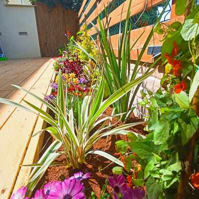 פרחים צבעוניים ושתילים בגינה מטופחת