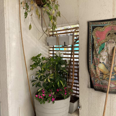 עציץ גדול עם צמחים ופרחים ורודים בפינה