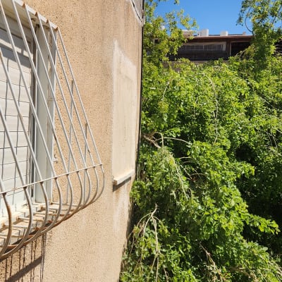 קיר בניין עם סורג חלון ועץ ירוק