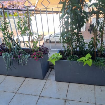 עציצים עם צמחים ופרחים על מרפסת