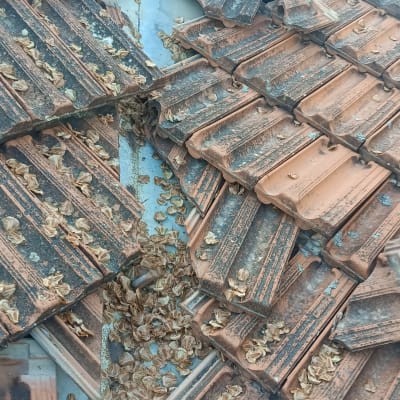 רעפים שבורים עם עלים יבשים על גג