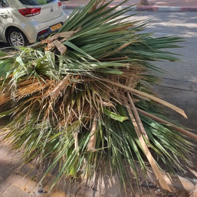 ענפי דקל גזומים מונחים על המדרכה