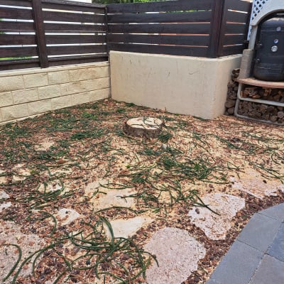 ענפים גזומים על הקרקע ליד גזע עץ כרות