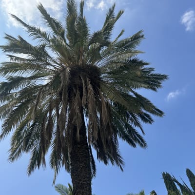 עץ דקל גבוה עם שמיים כחולים ברקע