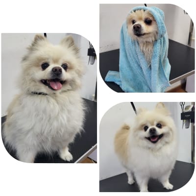 כלבים מטופחים במספרת כלבים, אחד עטוף במגבת כחולה.