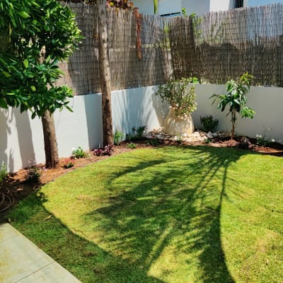 עצים ודשא בגינה עם צמחים ופרחים