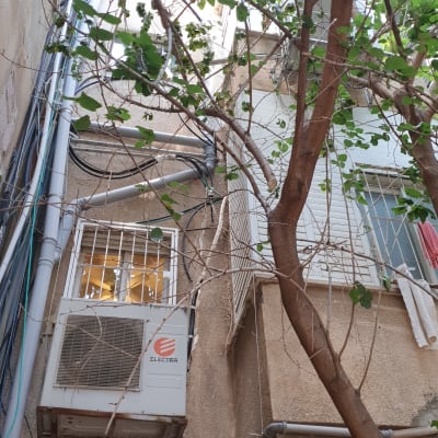 עץ עם ענפים דקים ליד בניין