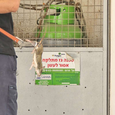 לכידת חולדה באמצעות מוט לכידה מקצועי