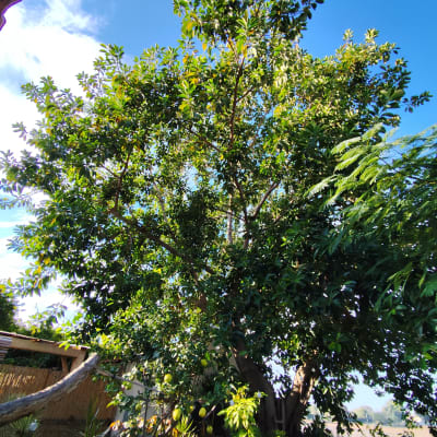 עץ גדול עם עלים ירוקים בשמש