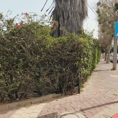 שיחים וגדר חיה לצד מדרכה ועצים