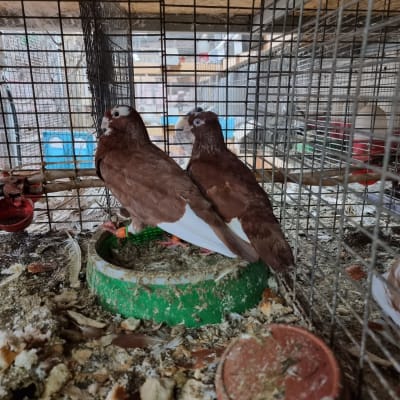 שתי יונים חומות בכלוב עם כלי אוכל ירוק