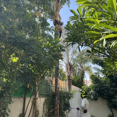 אדם מטפס על עץ דקל לגיזום בגינה