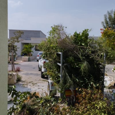 ערימת גזם וענפים בחצר, רכב עם עגלה מלאה בצמחים