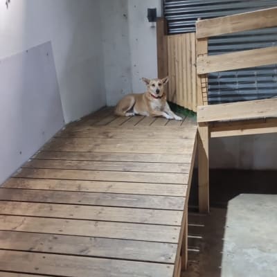 כלב שוכב על רצפת עץ באזור כלבייה