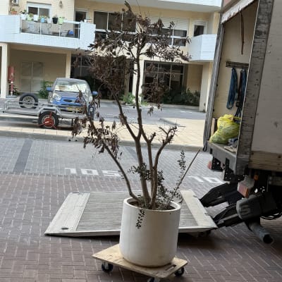 עץ בעציץ על עגלה ליד משאית הובלה