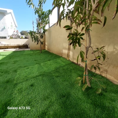 עצים צעירים על דשא ירוק בגינה קטנה