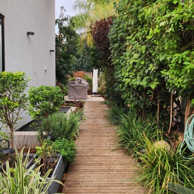 שביל עץ עם צמחים ירוקים ועצים בצדדים