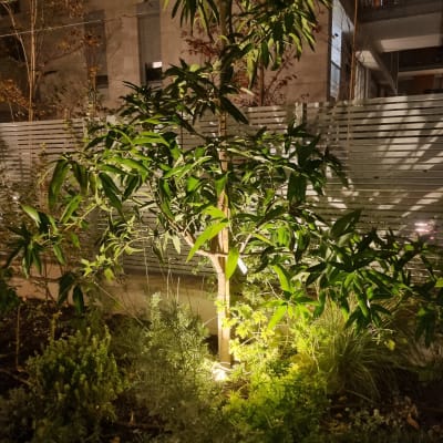 עץ מואר בלילה עם תאורה חשמלית בגינה