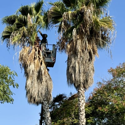 אדם גוזם עצי דקל במנוף