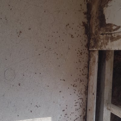 קיר עם כתמים כהים, סימני נגיעות חרקים