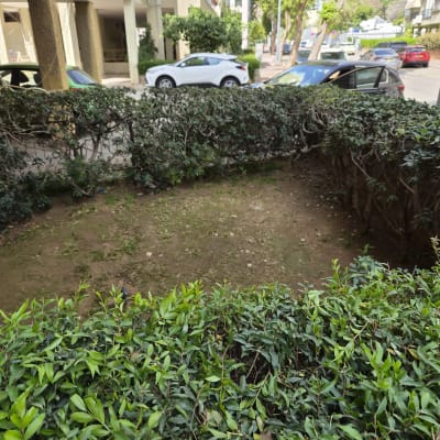 שיחים ירוקים וגינה קטנה ליד בניין מגורים