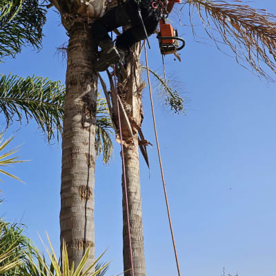 אדם גוזם עץ דקל עם מסור חשמלי