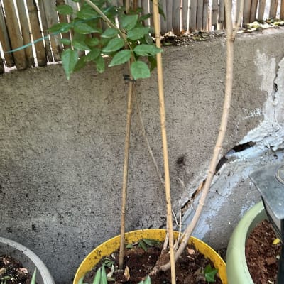 קיר עם סדקים ועציצים לידו