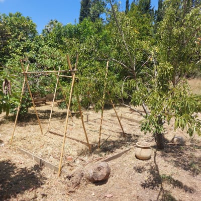 גינה עם עצים ומבנה עץ קטן