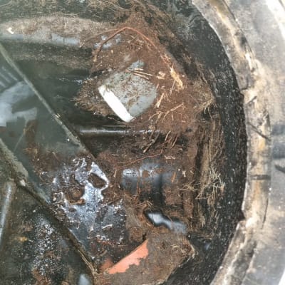 בור ביוב עם שורשים ולכלוך