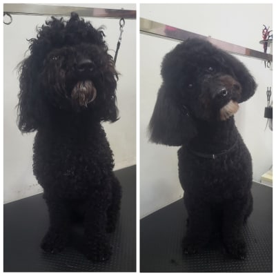 כלב לפני ואחרי תספורת במספרת כלבים