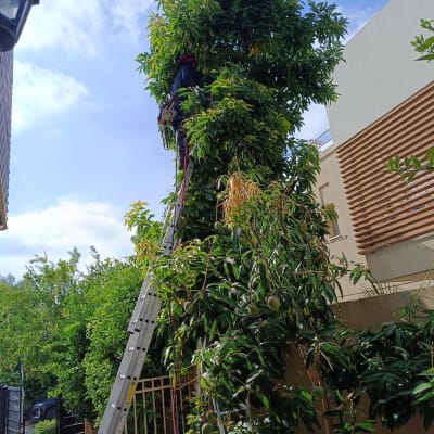 אדם על סולם גוזם עץ עם מסור חשמלי